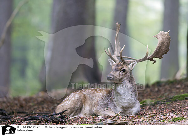 fallow deer / MBS-12073