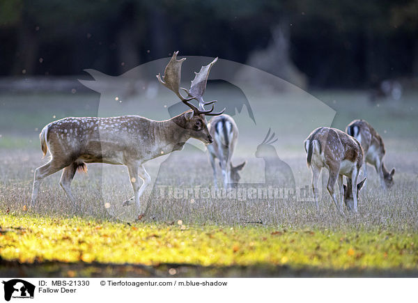 Damwild / Fallow Deer / MBS-21330