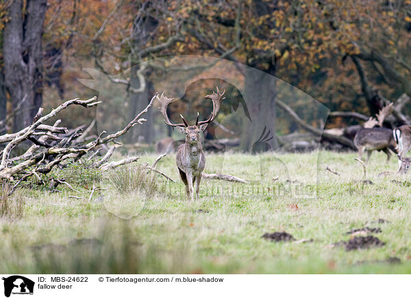 Damwild / fallow deer / MBS-24622