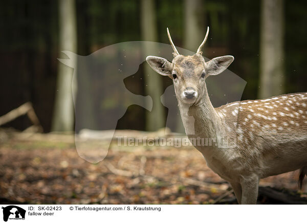 Damwild / fallow deer / SK-02423