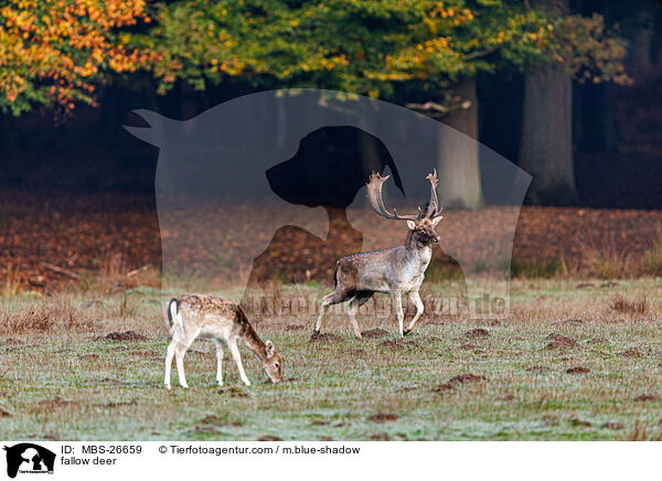 Damwild / fallow deer / MBS-26659