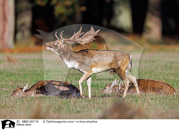 fallow deer / MBS-26718
