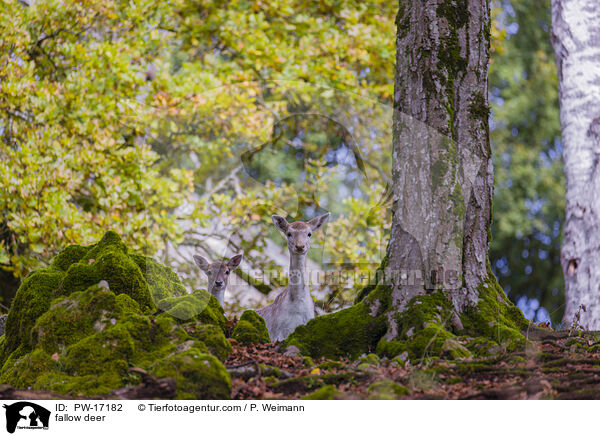 fallow deer / PW-17182