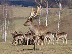 fallow deer