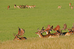 fallow deer