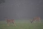 fallow deer