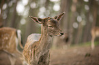 fallow deer