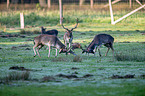 fallow deer