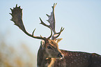 fallow deer