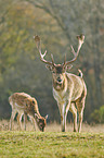 fallow deer