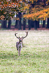 fallow deer