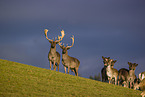 fallow deer