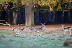 fallow deer