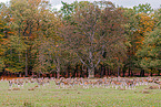 fallow deer