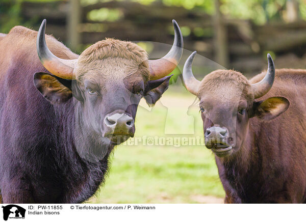 Indian bisons / PW-11855