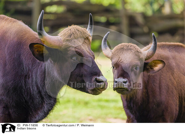 Indian bisons / PW-11856