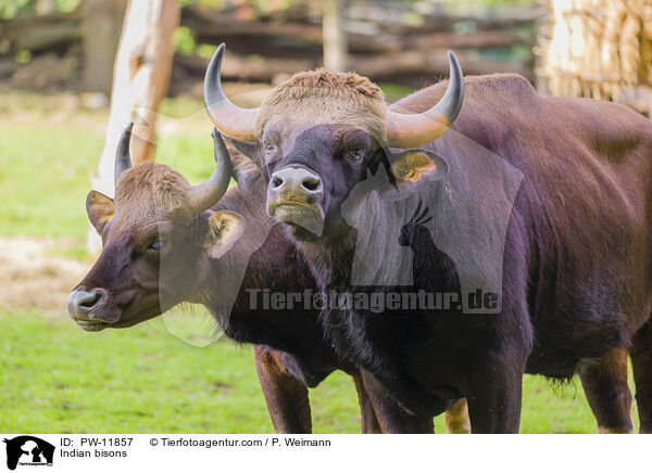 Indian bisons / PW-11857