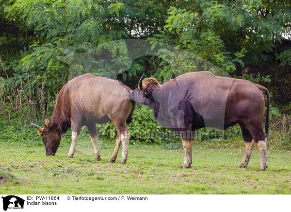 Indian bisons / PW-11864