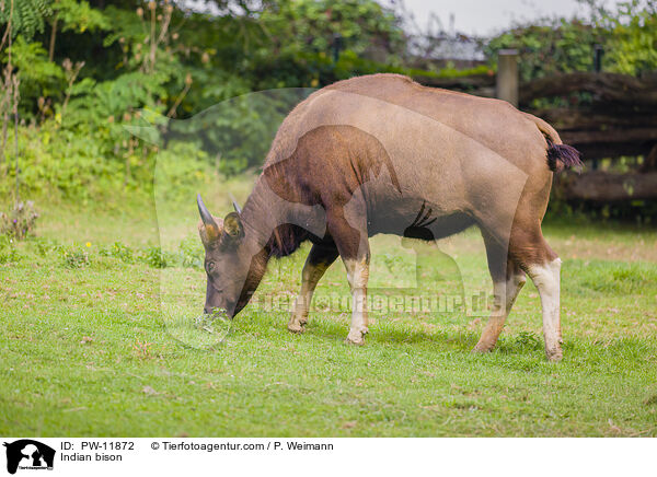 Indian bison / PW-11872