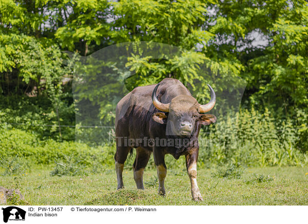 Indian bison / PW-13457