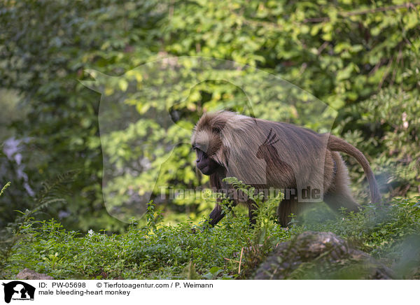 male bleeding-heart monkey / PW-05698