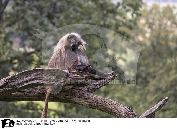 male bleeding-heart monkey / PW-05707