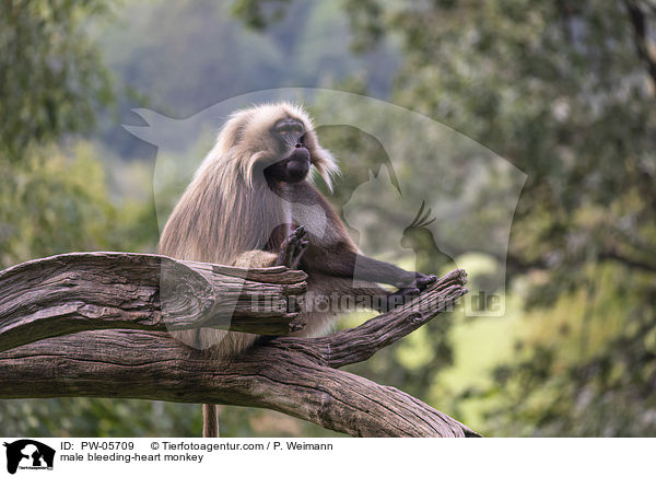 male bleeding-heart monkey / PW-05709