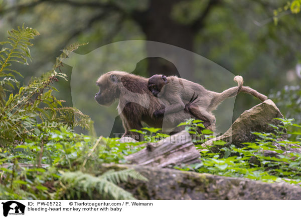 bleeding-heart monkey mother with baby / PW-05722