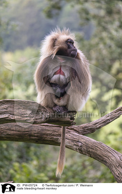 male bleeding-heart monkey / PW-05724