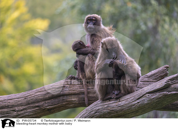 bleeding-heart monkey mother with baby / PW-05734