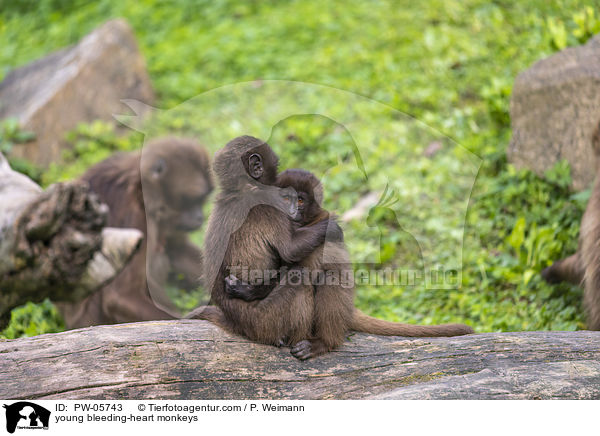 young bleeding-heart monkeys / PW-05743