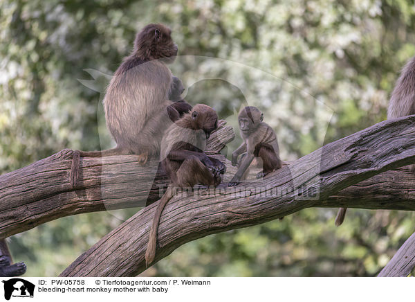 bleeding-heart monkey mother with baby / PW-05758