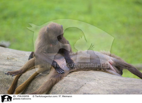 gelada baboons / PW-09959