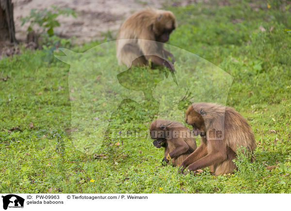 gelada baboons / PW-09963