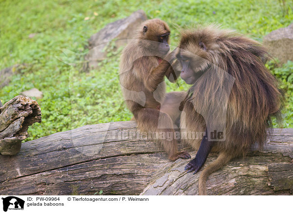 gelada baboons / PW-09964