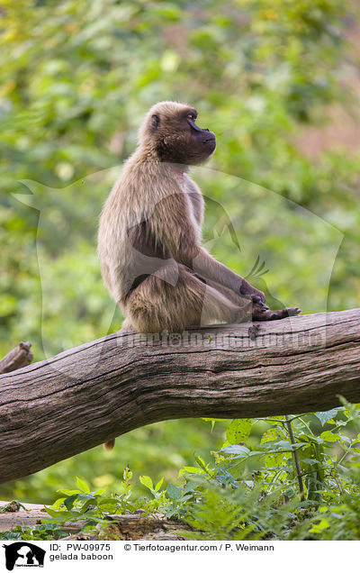 gelada baboon / PW-09975
