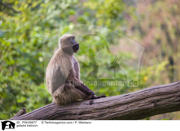 gelada baboon / PW-09977