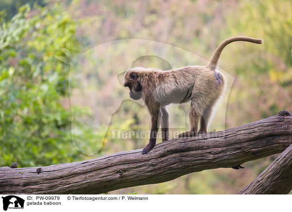 gelada baboon / PW-09979