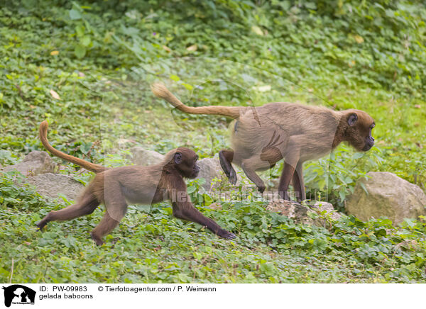 gelada baboons / PW-09983