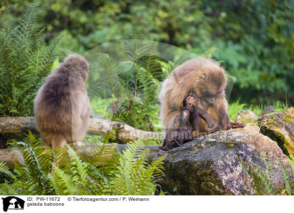 gelada baboons / PW-11672
