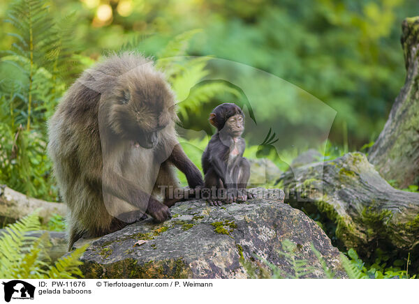 gelada baboons / PW-11676