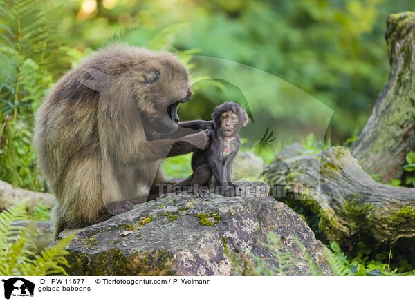 gelada baboons / PW-11677