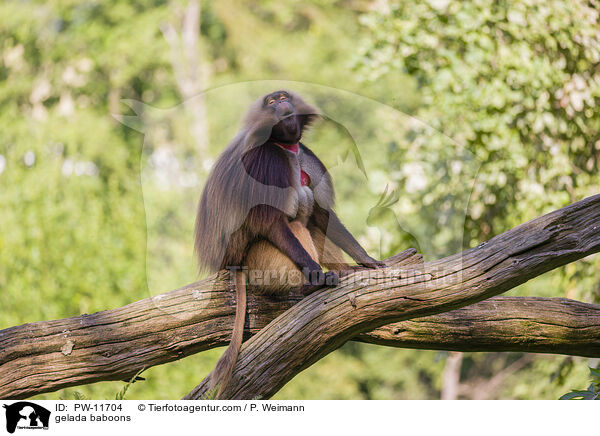gelada baboons / PW-11704