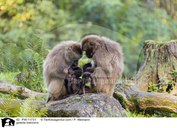 gelada baboons / PW-11731