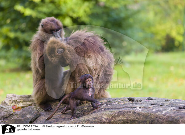 gelada baboons / PW-11734