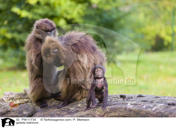gelada baboons / PW-11735