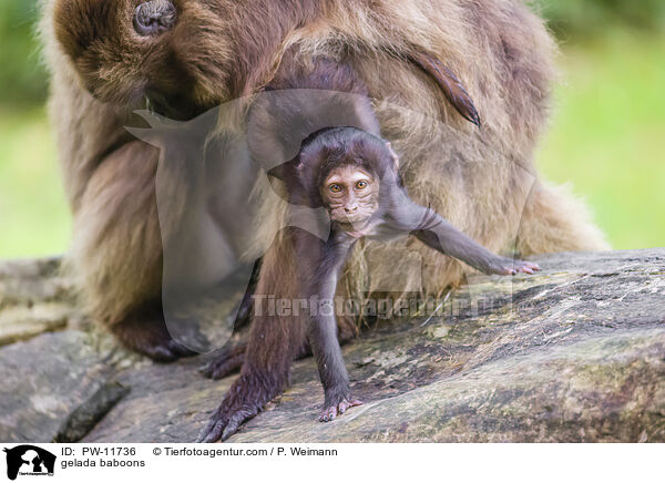 gelada baboons / PW-11736