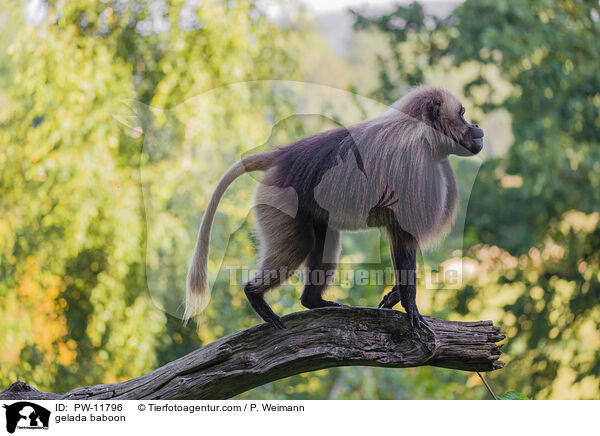 gelada baboon / PW-11796