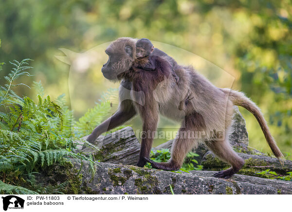 gelada baboons / PW-11803