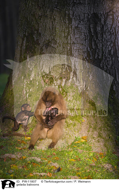 gelada baboons / PW-11807